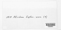 Endophyllum euphorbiae-sylvaticae image